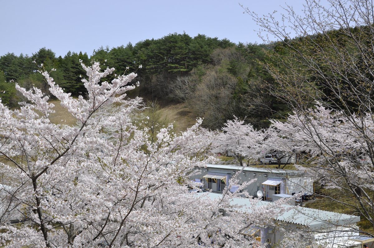 さくらの の掲示板投稿写真＆画像